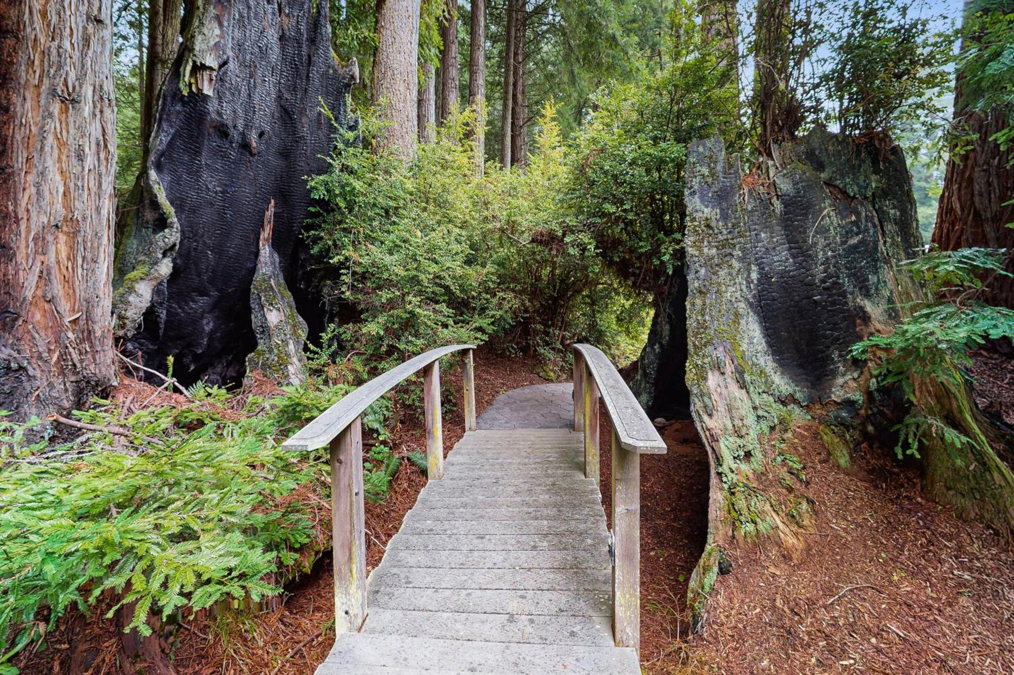 Serene Redwood Retreat อาร์คาตา ภายนอก รูปภาพ