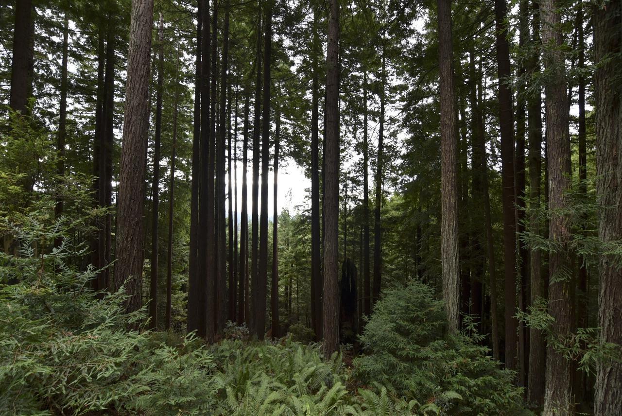Serene Redwood Retreat อาร์คาตา ภายนอก รูปภาพ