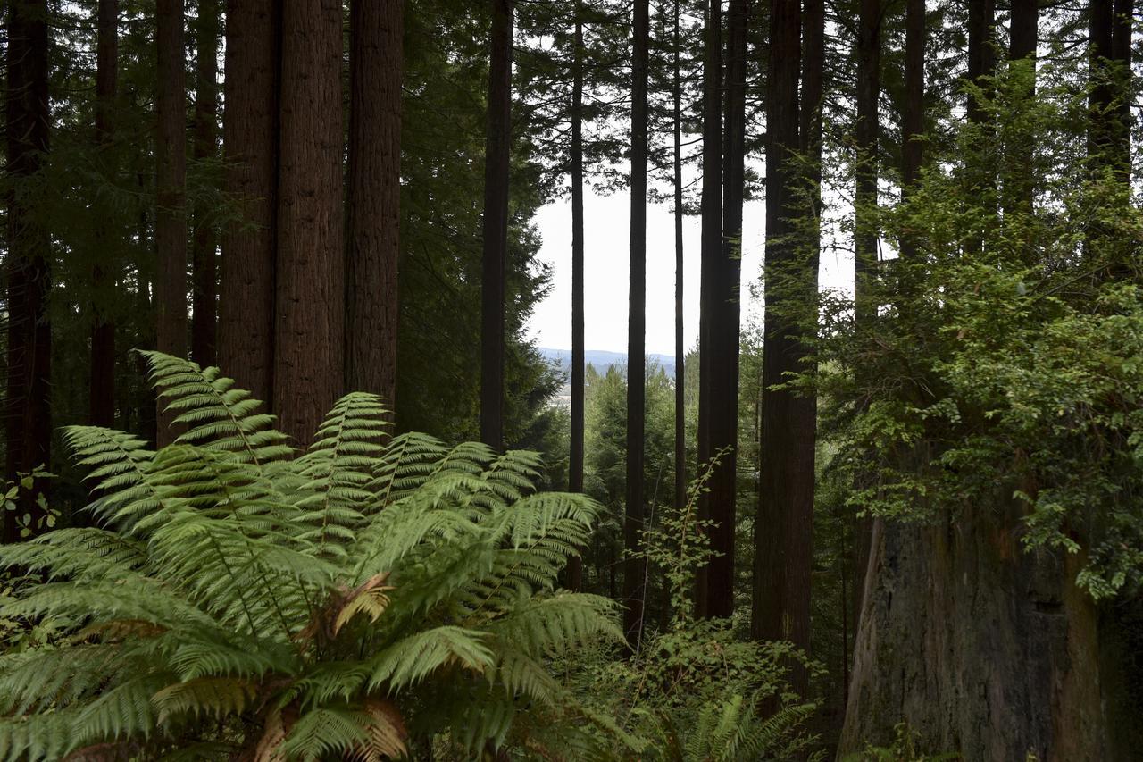 Serene Redwood Retreat อาร์คาตา ภายนอก รูปภาพ